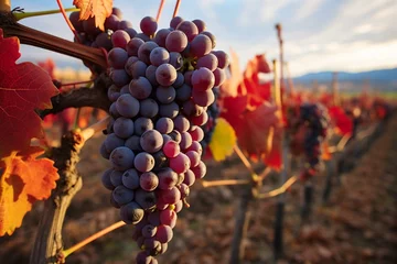 Fotobehang Red grapes after harvest in La Rioja, Spain. Vineyards in Rioja Alavesa during winter. Generative AI © Zephyr
