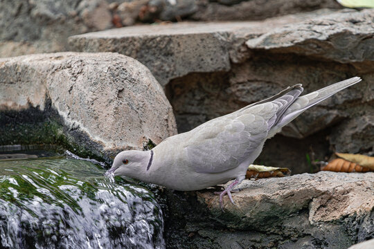 Barbary dove, (Streptopelia risoria), drinking water from a water canal, Tenerife, Canary islands