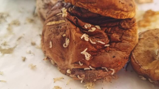 Slow motion footage of the parasite worms on the rotten surface. Nature