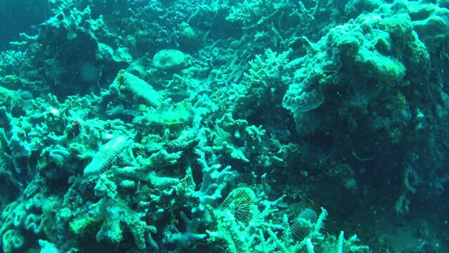 view of coral reef and lizardfish