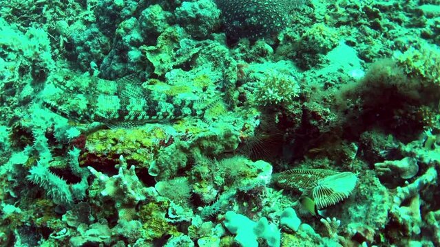 closeup view of lizardfish in the water