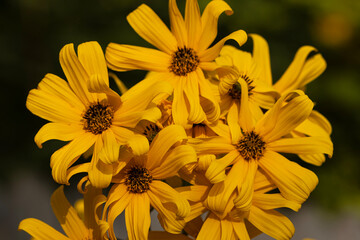 Helianthus angustifolius, or swamp sunflower, is a native perennial wildflower in the aster family. The flowers are large and showy, with golden-yellow petals and a dark brown center. 