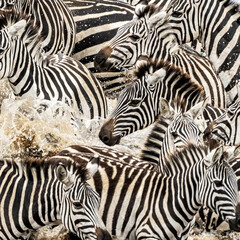 A herd of zebra cross the Mara River during the annual Great Migration in the Masai Mara, Kenya....