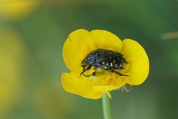 Closeup on a black Mediterranean flower beetle, Oxythyrea funesta in a yellow buttercup, Ranunculus