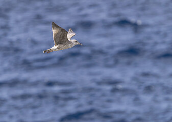 young juvenile yellow-legged gull, (Larus michahellis), flying with blue ocean background