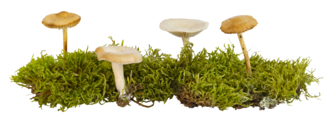 Champignons sur de la mousse