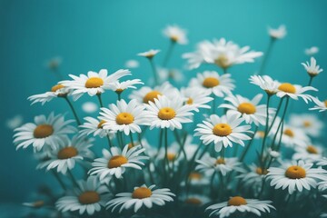 White daisy flowers on a soft beautiful floral natural blue turquoise background