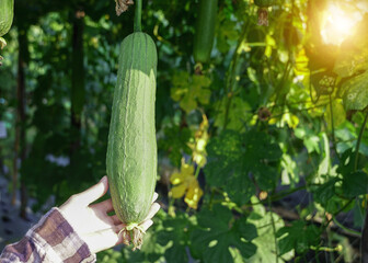 Hand of gardener hold green Sponge gourd (Smooth loofah, Gourd towel) is the ivy plant on the...