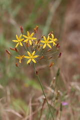 Goldenstar, Bloomeria Crocea, a native perennial monoclinous herb displaying cymose umbel...