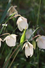 White Globe Lily, Calochortus Albus, displaying springtime blooms in the San Rafael Mountains, a native perennial monoclinous herb with exiguous cyme inflorescences.