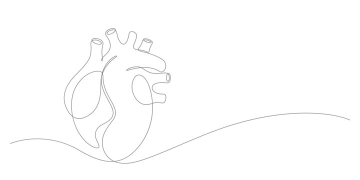 human heart internal organ in continuous line drawing