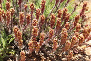 Ash Gray Paintbrush, Castilleja Cinerea, a native perennial monoclinous herb displaying terminal racemose spike inflorescences during springtime in the San Bernardino Mountains.
