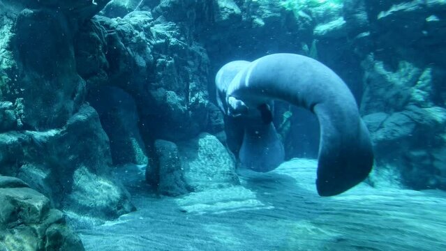 a pair of manatees interacting with each other