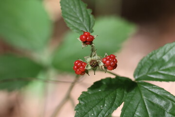 A bush of many ripe blackberries (Rubus fruticosus). They are decorated in red and purple colors.