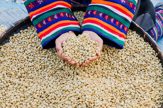 Coffee beans that have been polished.