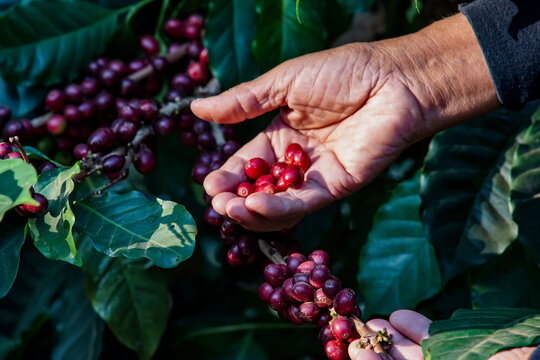 Harvesting Robusta and arabica coffee berries in the North of Thailand .