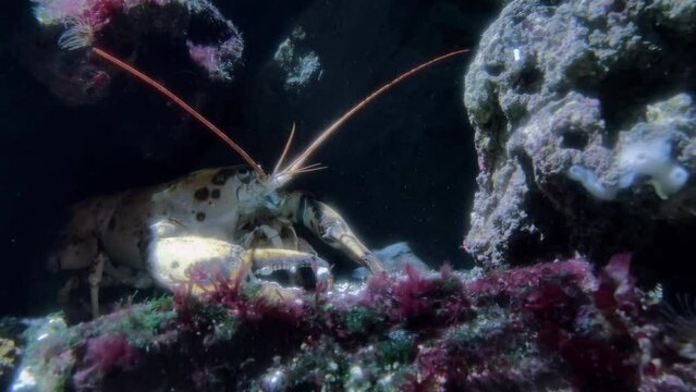 a lobster hidden among the rocks of the seabed