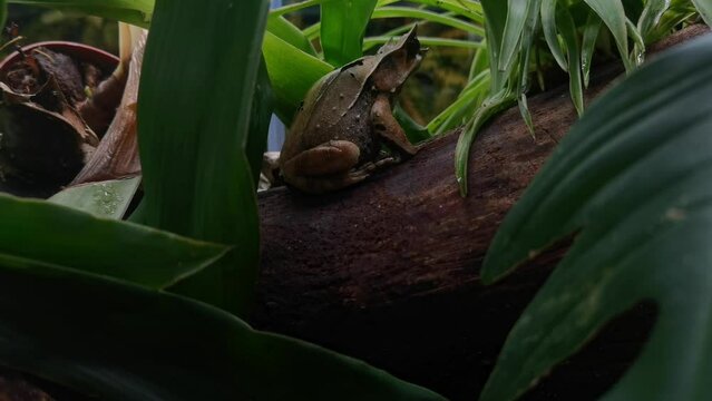 the little frog with horns on a wooden log