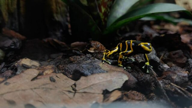 closeup of a small yellow and black colored frog in the outdoors