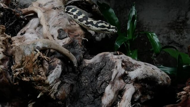 close-up of a snake from the python family waiting still on a wooden trunk