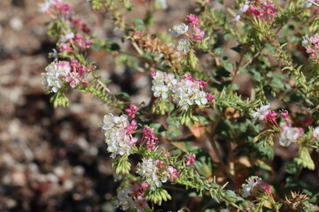 Booth Evening Primrose, Eremothera Boothii Subspecies Boothii, a native annual monoclinous herb displaying axillary racemose spike inflorescences during late Summer in Owens Valley.