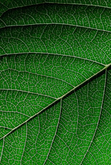 Close up of green leaf texture for background and design art work.