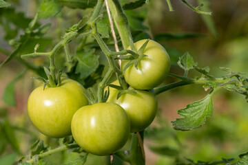 Green tomatoes growing in greenhouse