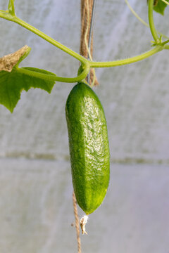 Green cucumber growing in greenhouse
