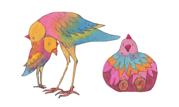 Watercolor colorful birds. watercolor hen. 