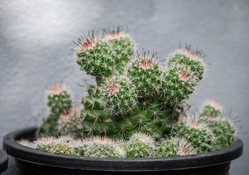 Mammillaria Beneckei growing in a pot. This cactus is a very widespread species that is very abundant. It has white radial spines and brown hooked centrals.