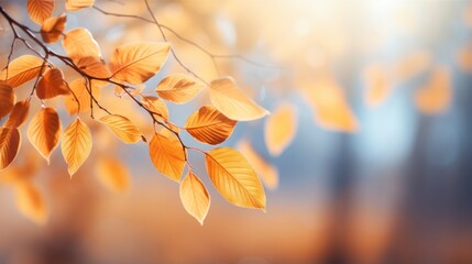 Blurred autumn leaves with shallow depth of field