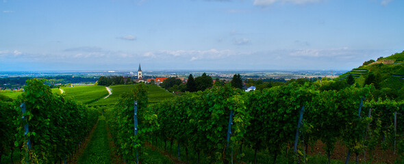 Weinberge Reben