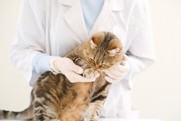 A vet is holding paw of cat in vet clinick.