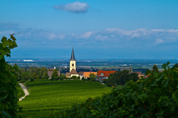 Weinberge Reben