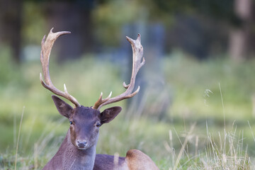 fallow deer stag resting