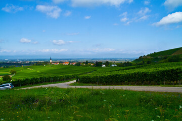 Weinberge Reben