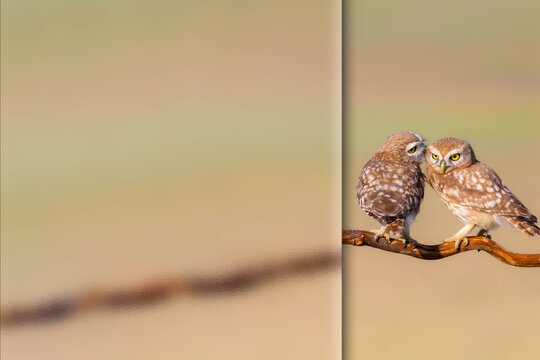 Little owls. Photo with a frosted glass effect applied to one side. presentation, card, poster etc. ready-to-use image. 