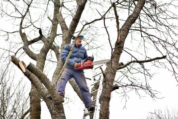 Dangerous work in the heights of the tree and trimming branches with a saw