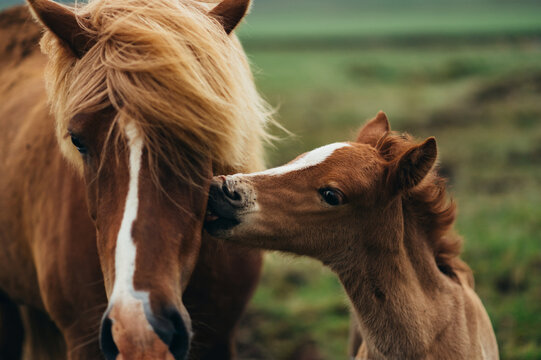 A wild baby horse is kissing his mother while standing in nature in the pasture.