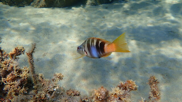 Painted comber (Serranus scriba) undersea, Aegean Sea, Greece, Halkidiki

