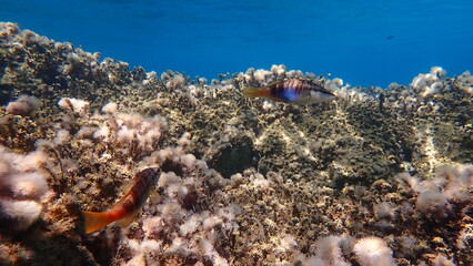 Painted comber (Serranus scriba) undersea, Aegean Sea, Greece, Halkidiki


