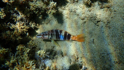 Painted comber (Serranus scriba) undersea, Aegean Sea, Greece, Halkidiki


