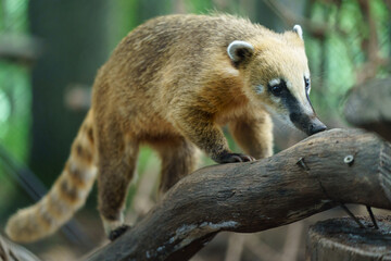Brown nosed coati on branch