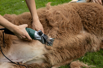 preparing the machine for shearing