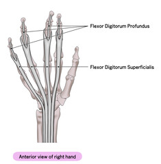 右手の平の筋肉のシンプルなイラスト