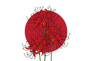 illustration of red spider lily flower with dark red circle on white background.