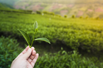 Close-up of a farmer's hand picking tea leaf, Tea plantation in the background.