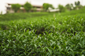 Green tea leaves in a tea plantation.
