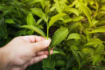 Close-up of a farmer's hand picking tea leaf, Tea plantation in the background.