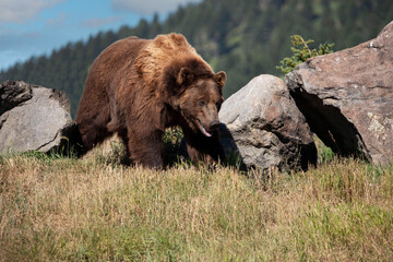 Grizzly bear walking in rocky meadow in Montana, USA